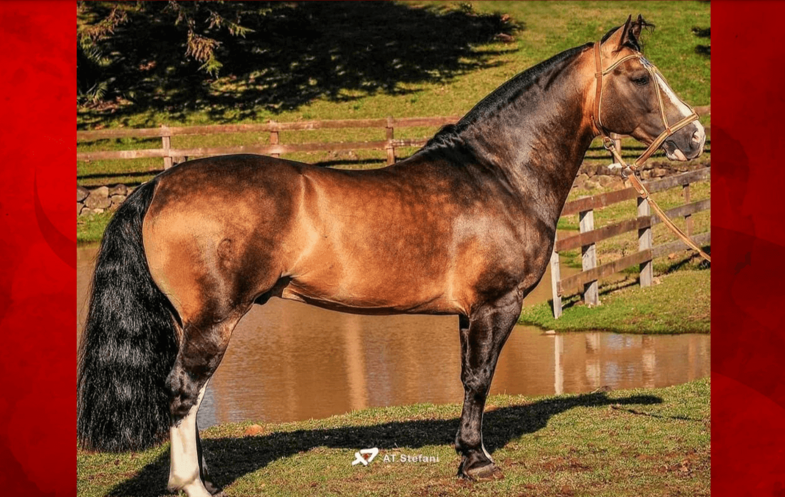 LOF Löf Reprodução Equina